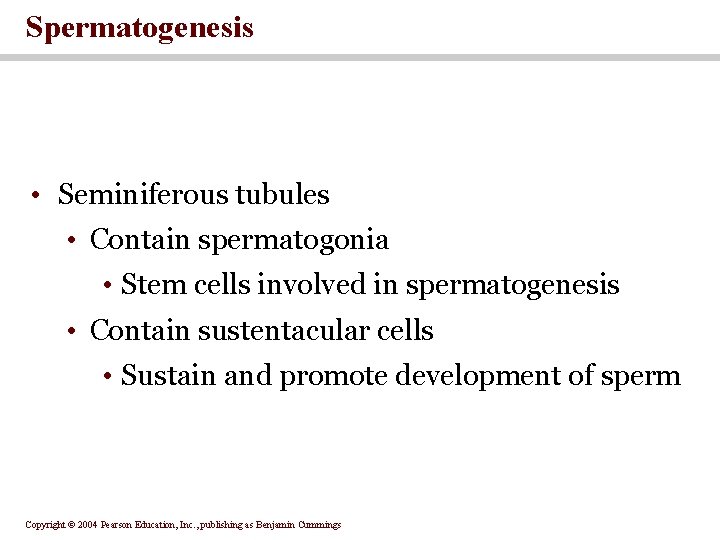 Spermatogenesis • Seminiferous tubules • Contain spermatogonia • Stem cells involved in spermatogenesis • Spermatogenesis • Seminiferous tubules • Contain spermatogonia • Stem cells involved in spermatogenesis •