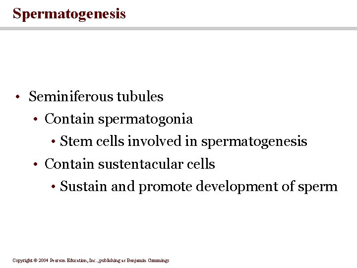 Spermatogenesis • Seminiferous tubules • Contain spermatogonia • Stem cells involved in spermatogenesis •