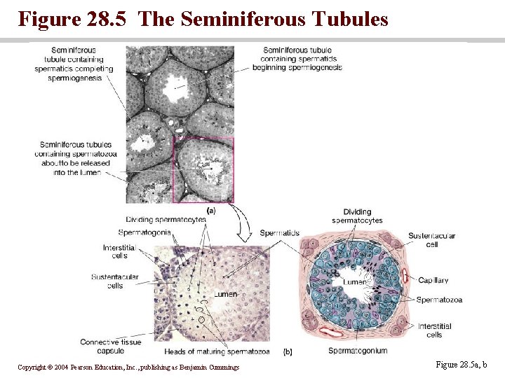 Figure 28. 5 The Seminiferous Tubules Copyright © 2004 Pearson Education, Inc. , publishing Figure 28. 5 The Seminiferous Tubules Copyright © 2004 Pearson Education, Inc. , publishing