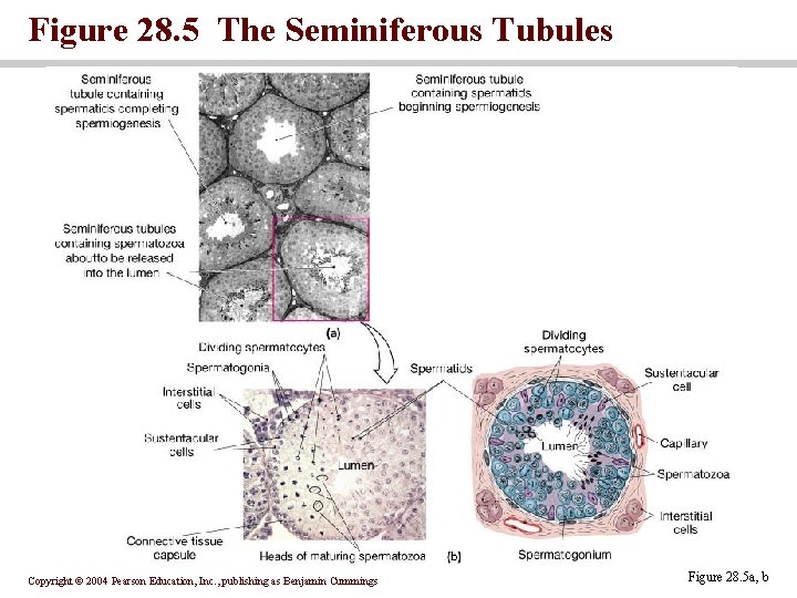 Figure 28. 5 The Seminiferous Tubules Copyright © 2004 Pearson Education, Inc. , publishing