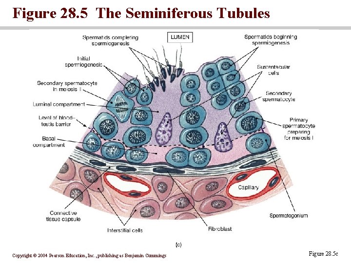 Figure 28. 5 The Seminiferous Tubules Copyright © 2004 Pearson Education, Inc. , publishing