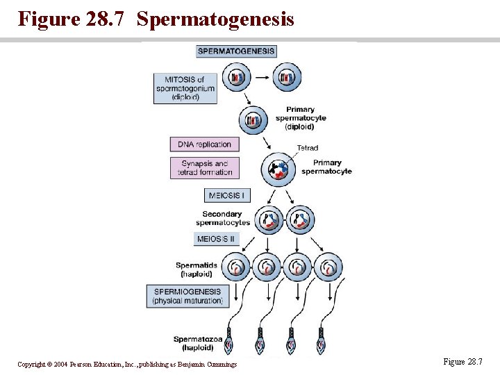 Figure 28. 7 Spermatogenesis Copyright © 2004 Pearson Education, Inc. , publishing as Benjamin Figure 28. 7 Spermatogenesis Copyright © 2004 Pearson Education, Inc. , publishing as Benjamin