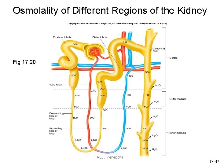 Osmolality of Different Regions of the Kidney Fig 17. 20 AEJ / Yenepoya 17 Osmolality of Different Regions of the Kidney Fig 17. 20 AEJ / Yenepoya 17