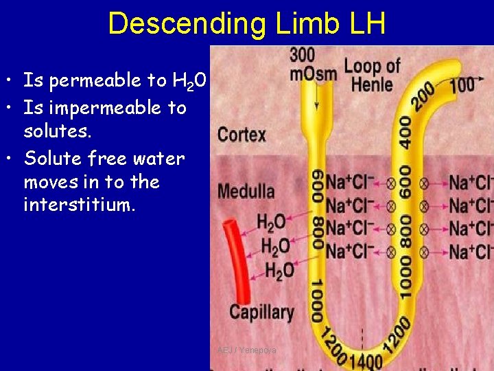 Descending Limb LH • Is permeable to H 20 • Is impermeable to solutes. Descending Limb LH • Is permeable to H 20 • Is impermeable to solutes.