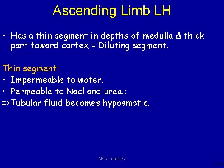 Ascending Limb LH • Has a thin segment in depths of medulla & thick Ascending Limb LH • Has a thin segment in depths of medulla & thick