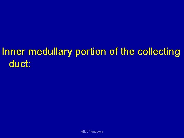 Inner medullary portion of the collecting duct: AEJ / Yenepoya Inner medullary portion of the collecting duct: AEJ / Yenepoya