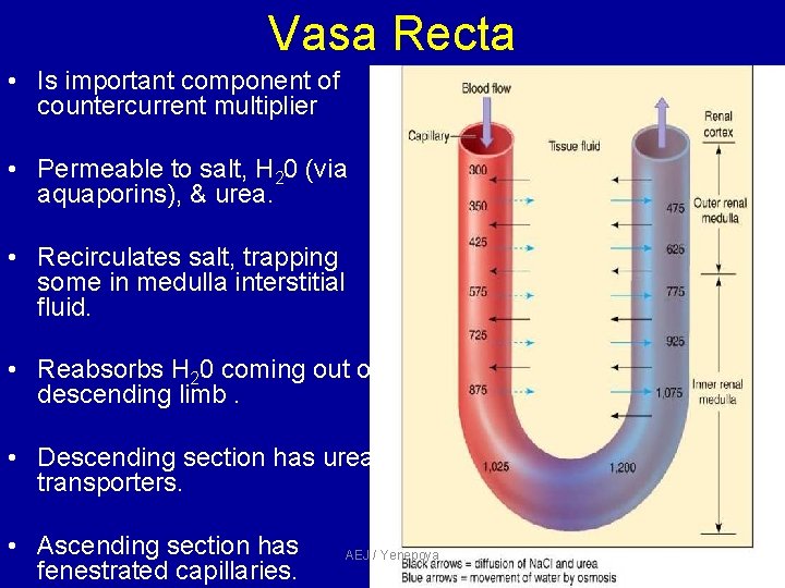 Vasa Recta • Is important component of countercurrent multiplier • Permeable to salt, H Vasa Recta • Is important component of countercurrent multiplier • Permeable to salt, H