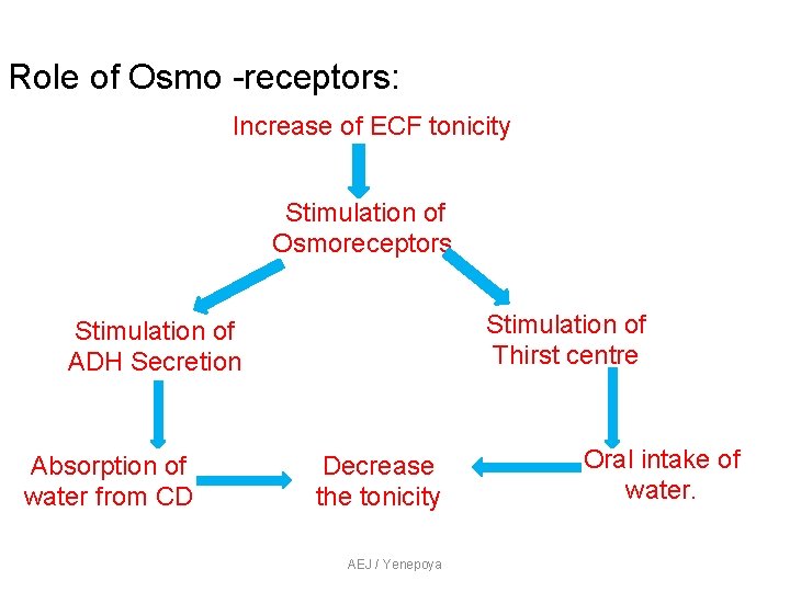 Role of Osmo -receptors: Increase of ECF tonicity Stimulation of Osmoreceptors. Stimulation of Thirst Role of Osmo -receptors: Increase of ECF tonicity Stimulation of Osmoreceptors. Stimulation of Thirst