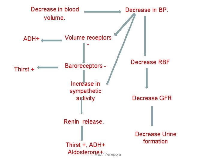 Decrease in blood volume. ADH+ Thirst + Decrease in BP. Volume receptors - Baroreceptors Decrease in blood volume. ADH+ Thirst + Decrease in BP. Volume receptors - Baroreceptors