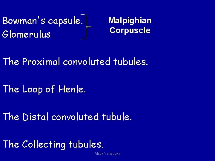 Bowman's capsule. Glomerulus. Malpighian Corpuscle The Proximal convoluted tubules. The Loop of Henle. The Bowman's capsule. Glomerulus. Malpighian Corpuscle The Proximal convoluted tubules. The Loop of Henle. The
