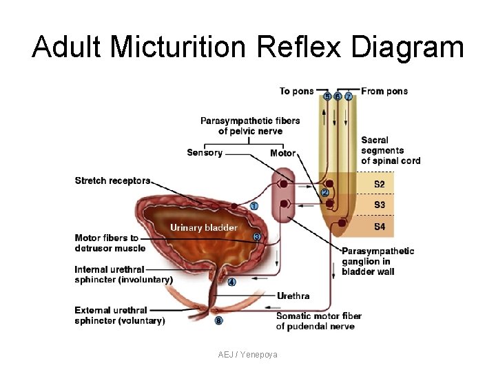 Adult Micturition Reflex Diagram AEJ / Yenepoya Adult Micturition Reflex Diagram AEJ / Yenepoya