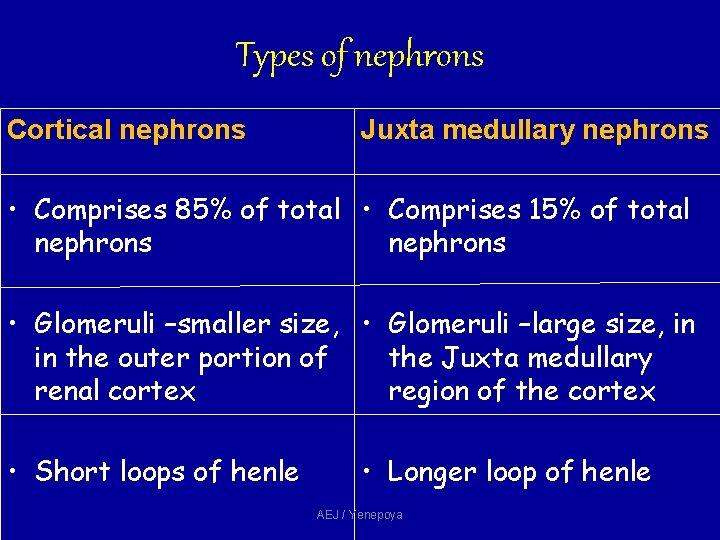 Types of nephrons Cortical nephrons Juxta medullary nephrons • Comprises 85% of total • Types of nephrons Cortical nephrons Juxta medullary nephrons • Comprises 85% of total •