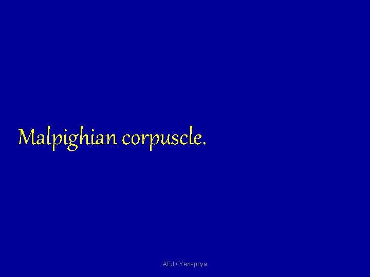 Malpighian corpuscle. AEJ / Yenepoya Malpighian corpuscle. AEJ / Yenepoya