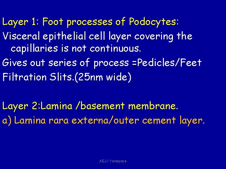 Layer 1: Foot processes of Podocytes: Visceral epithelial cell layer covering the capillaries is Layer 1: Foot processes of Podocytes: Visceral epithelial cell layer covering the capillaries is