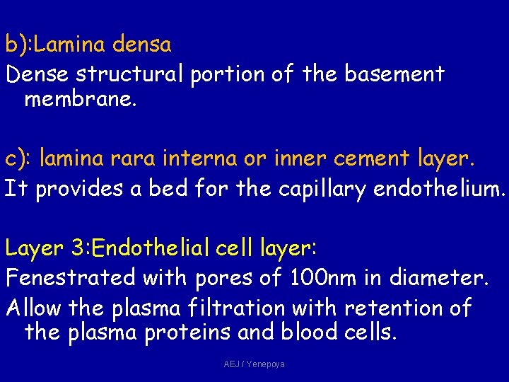 b): Lamina densa Dense structural portion of the basement membrane. c): lamina rara interna b): Lamina densa Dense structural portion of the basement membrane. c): lamina rara interna