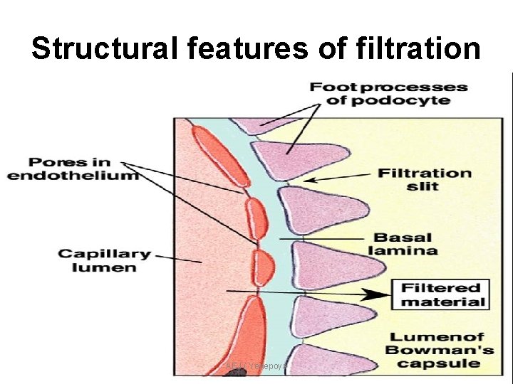 Structural features of filtration AEJ / Yenepoya Structural features of filtration AEJ / Yenepoya