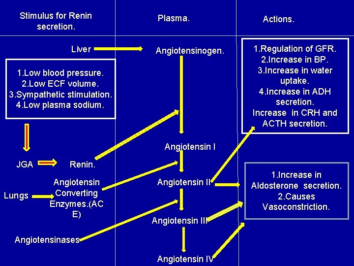 Stimulus for Renin secretion. Liver Plasma. Angiotensinogen. 1. Low blood pressure. 2. Low ECF Stimulus for Renin secretion. Liver Plasma. Angiotensinogen. 1. Low blood pressure. 2. Low ECF