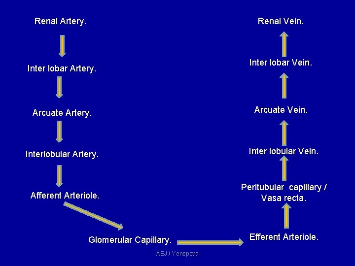 Renal Artery. Renal Vein. Inter lobar Artery. Arcuate Vein. Arcuate Artery. Inter lobular Vein. Renal Artery. Renal Vein. Inter lobar Artery. Arcuate Vein. Arcuate Artery. Inter lobular Vein.