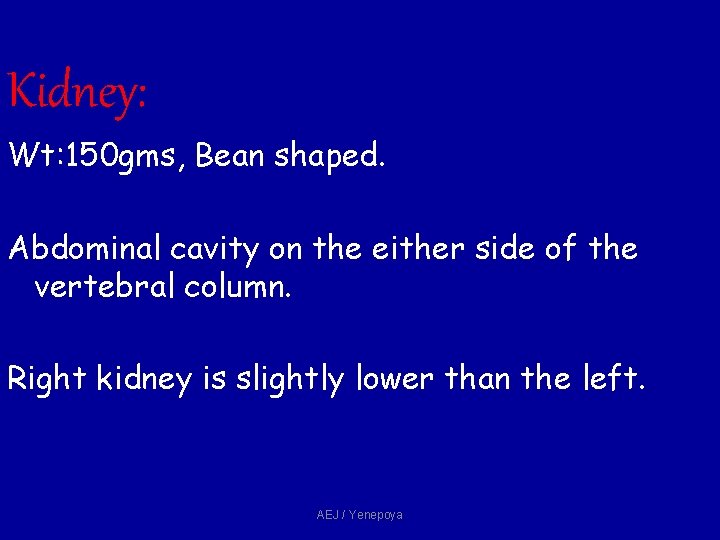Kidney: Wt: 150 gms, Bean shaped. Abdominal cavity on the either side of the Kidney: Wt: 150 gms, Bean shaped. Abdominal cavity on the either side of the