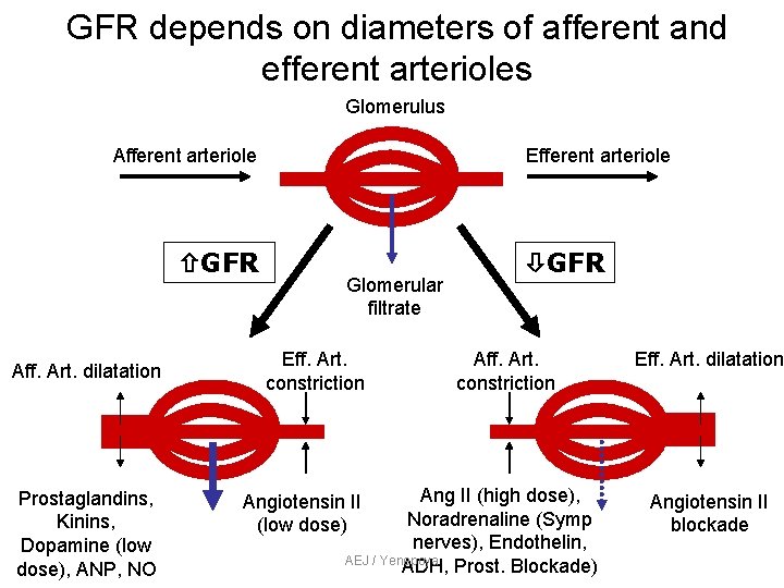 GFR depends on diameters of afferent and efferent arterioles Glomerulus Afferent arteriole GFR Aff. GFR depends on diameters of afferent and efferent arterioles Glomerulus Afferent arteriole GFR Aff.