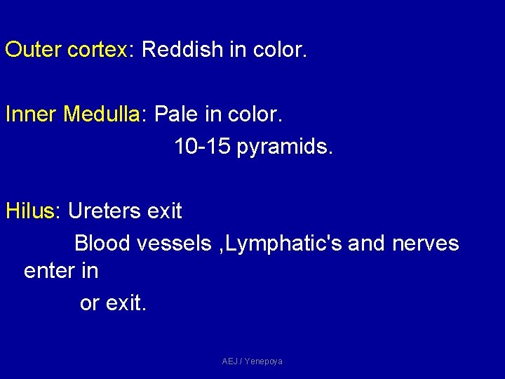 Outer cortex: Reddish in color. Inner Medulla: Pale in color. 10 -15 pyramids. Hilus: Outer cortex: Reddish in color. Inner Medulla: Pale in color. 10 -15 pyramids. Hilus: