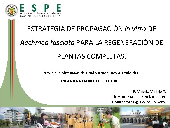 ESTRATEGIA DE PROPAGACIÓN in vitro DE Aechmea fasciata PARA LA REGENERACIÓN DE PLANTAS COMPLETAS.