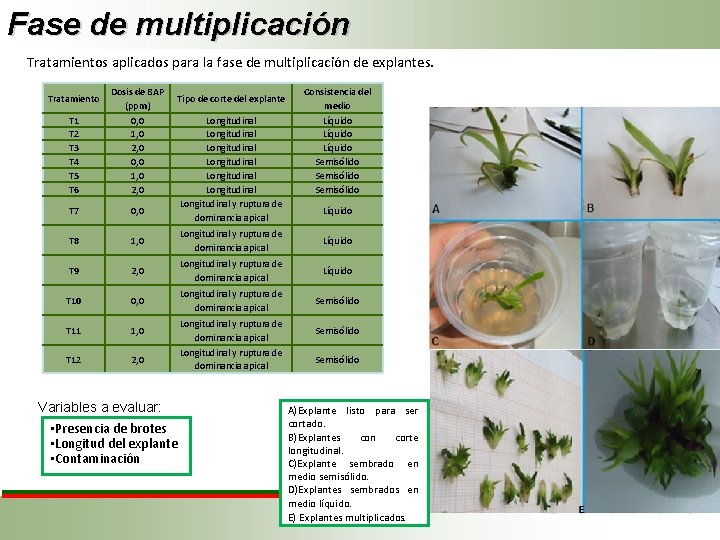 Fase de multiplicación Tratamientos aplicados para la fase de multiplicación de explantes. T 1