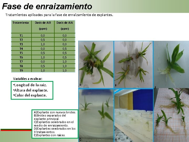 Fase de enraizamiento Tratamientos aplicados para la fase de enraizamiento de explantes. Tratamiento T