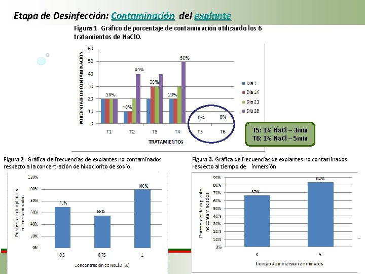 Etapa de Desinfección: Contaminación del explante Figura 1. Gráfico de porcentaje de contaminación utilizando