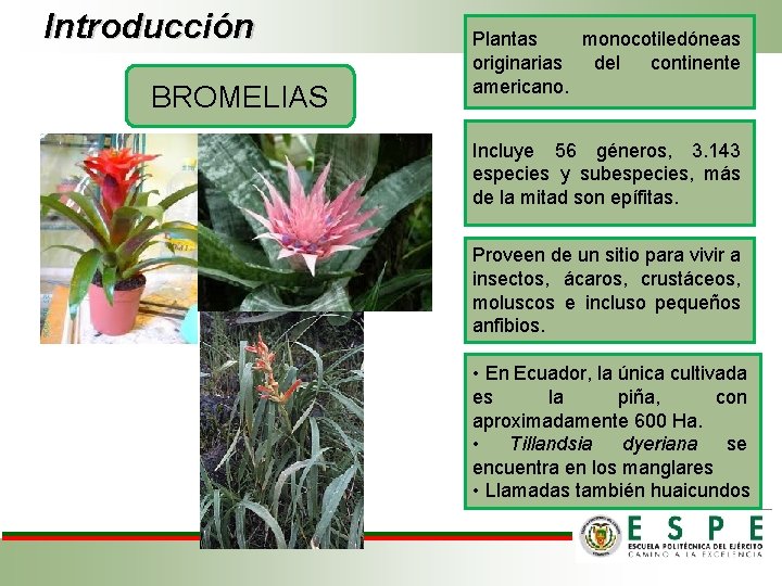 Introducción BROMELIAS Plantas monocotiledóneas originarias del continente americano. Incluye 56 géneros, 3. 143 especies