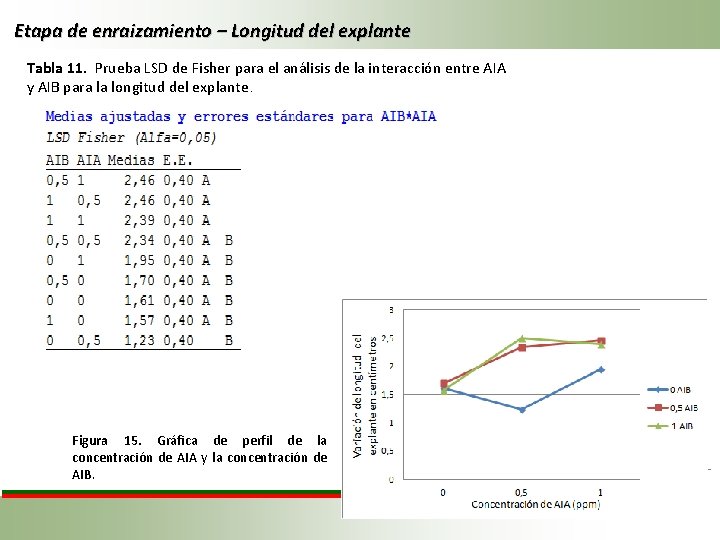 Etapa de enraizamiento – Longitud del explante Tabla 11. Prueba LSD de Fisher para