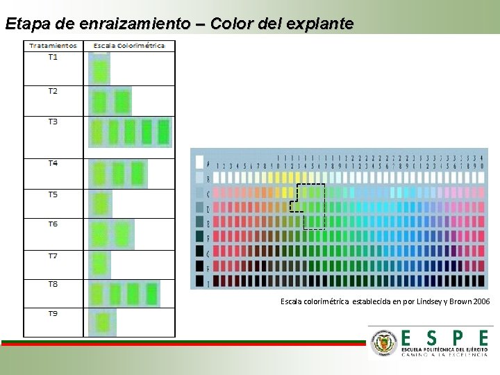 Etapa de enraizamiento – Color del explante Escala colorimétrica establecida en por Lindsey y