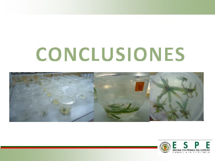 CONCLUSIONES 