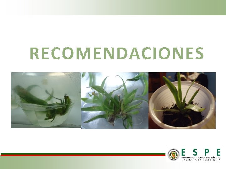 RECOMENDACIONES 