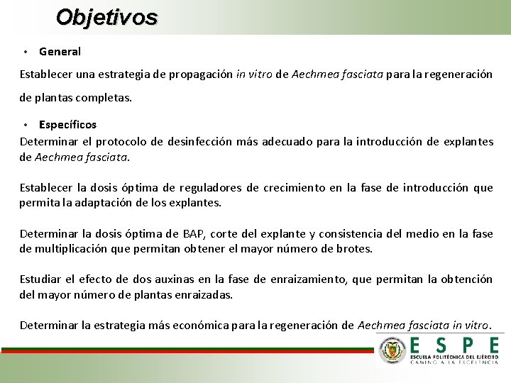 Objetivos • General Establecer una estrategia de propagación in vitro de Aechmea fasciata para