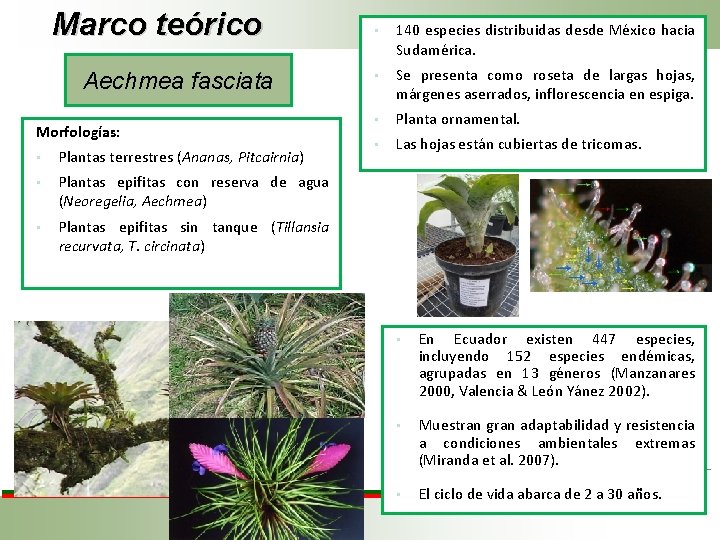 Marco teórico Aechmea fasciata Morfologías: • Plantas terrestres (Ananas, Pitcairnia) • Plantas epifitas con