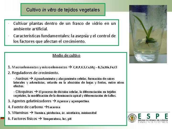 Cultivo in vitro de tejidos vegetales • Cultivar plantas dentro de un frasco de