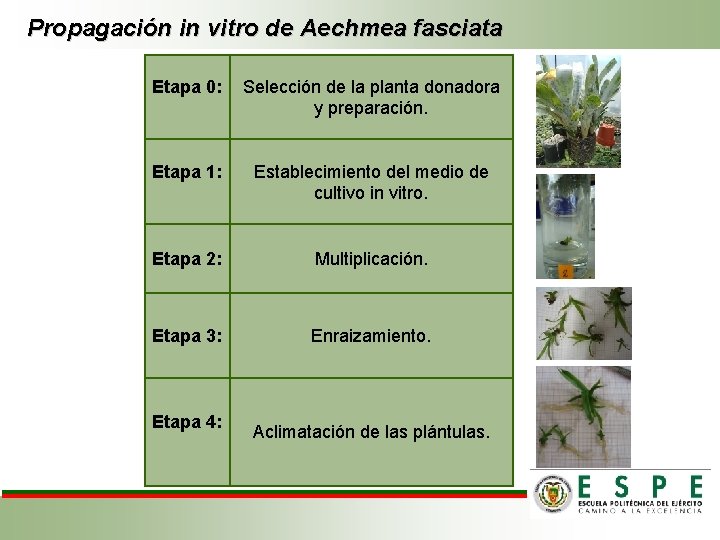 Propagación in vitro de Aechmea fasciata Etapa 0: Selección de la planta donadora y