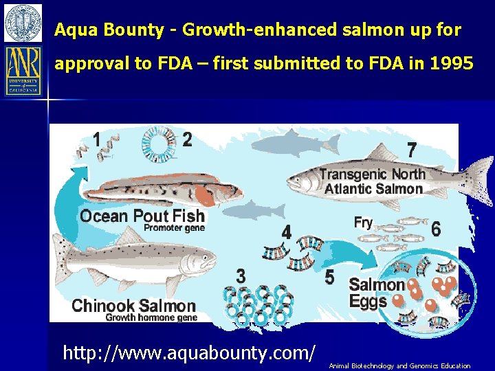 Aqua Bounty - Growth-enhanced salmon up for approval to FDA – first submitted to