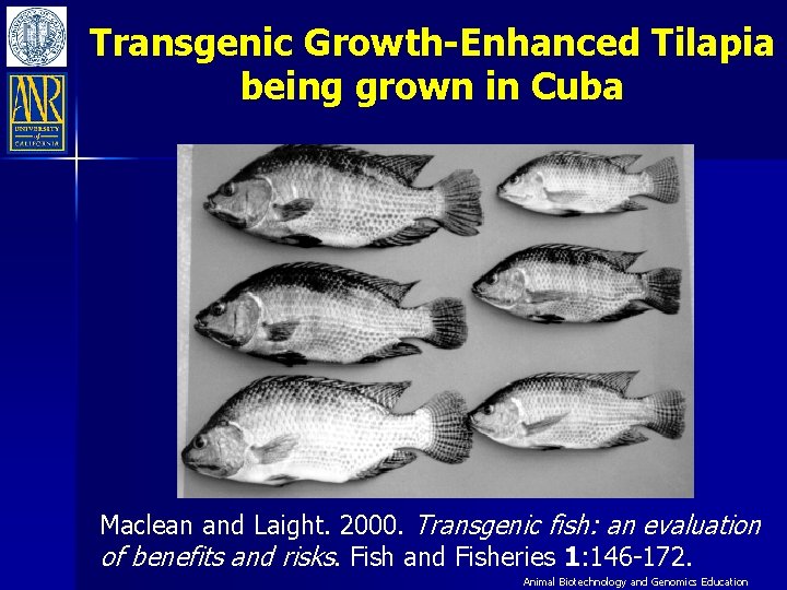 Transgenic Growth-Enhanced Tilapia being grown in Cuba Maclean and Laight. 2000. Transgenic fish: an