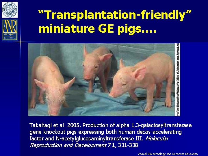 “Transplantation-friendly” miniature GE pigs…. Takahagi et al. 2005. Production of alpha 1, 3 -galactosyltransferase