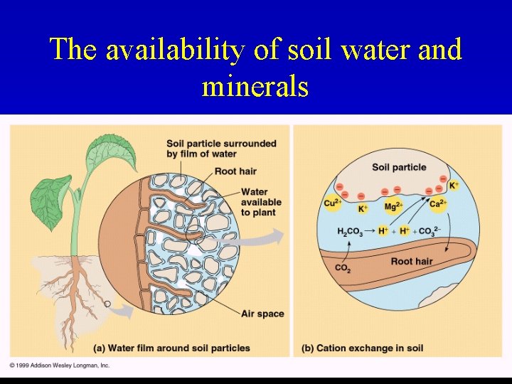 The availability of soil water and minerals 