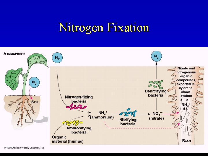 Nitrogen Fixation 