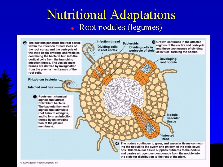 Nutritional Adaptations l Root nodules (legumes) 