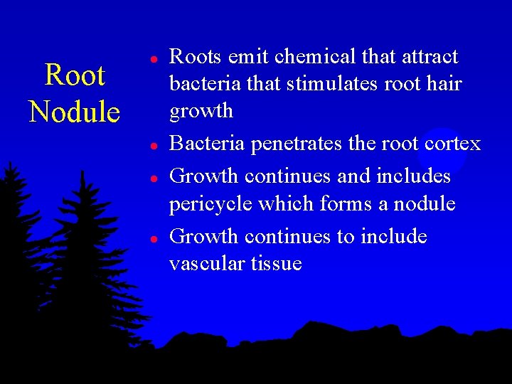 Root Nodule l l Roots emit chemical that attract bacteria that stimulates root hair