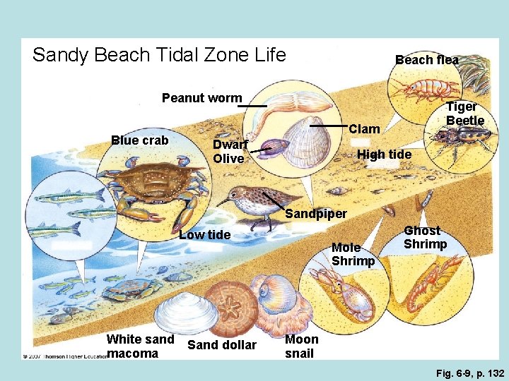 Sandy Beach Tidal Zone Life Beach flea Peanut worm Blue crab Tiger Beetle Clam