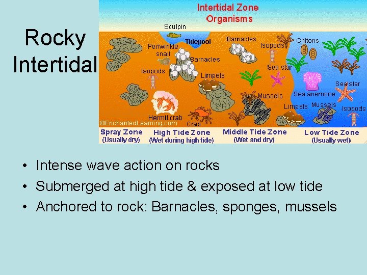 Rocky Intertidal • Intense wave action on rocks • Submerged at high tide &