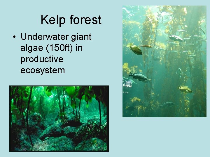 Kelp forest • Underwater giant algae (150 ft) in productive ecosystem 