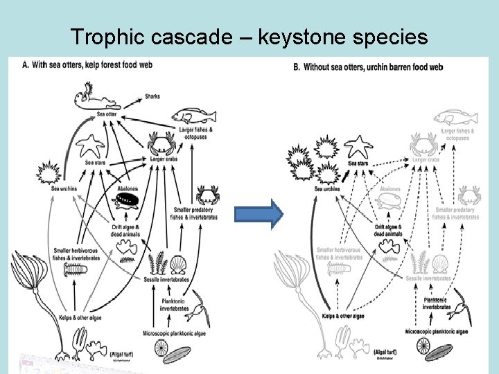 Trophic cascade – keystone species 