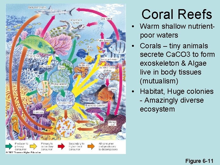  Coral Reefs • Warm shallow nutrientpoor waters • Corals – tiny animals secrete